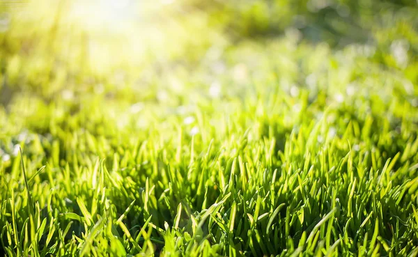 Frühling Natur Hintergrund mit grünem Gras — Stockfoto