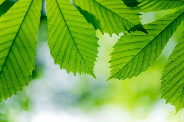 Nature background with green leaves