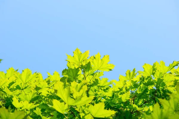 Фон природы с зелеными листьями клена на голубом небе — стоковое фото