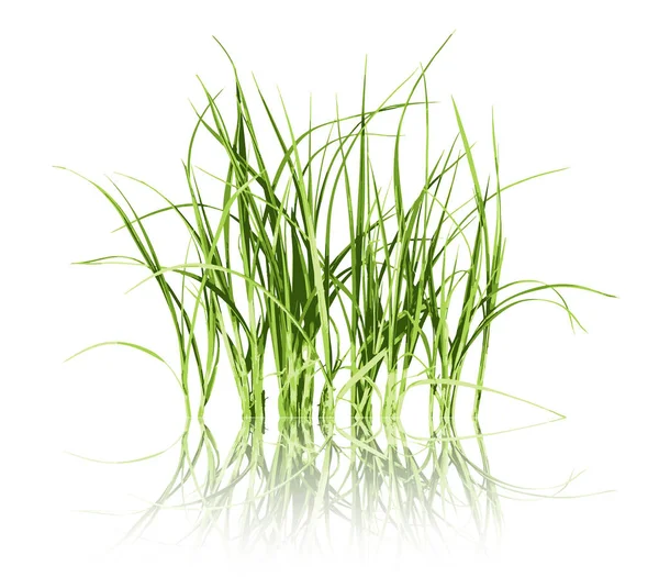 Zöld fű, fehér háttér vector — Stock Vector