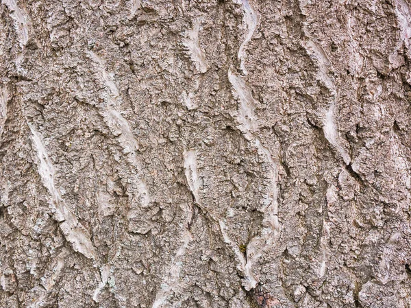 Textura de madeira fundo — Fotografia de Stock