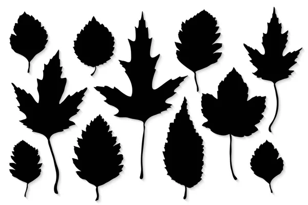 Folhas silhueta definido no vetor de fundo branco — Vetor de Stock