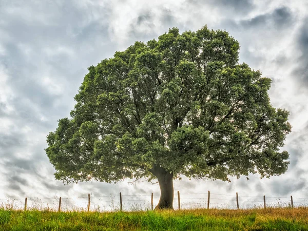 Природный фон с деревьями и травой — стоковое фото