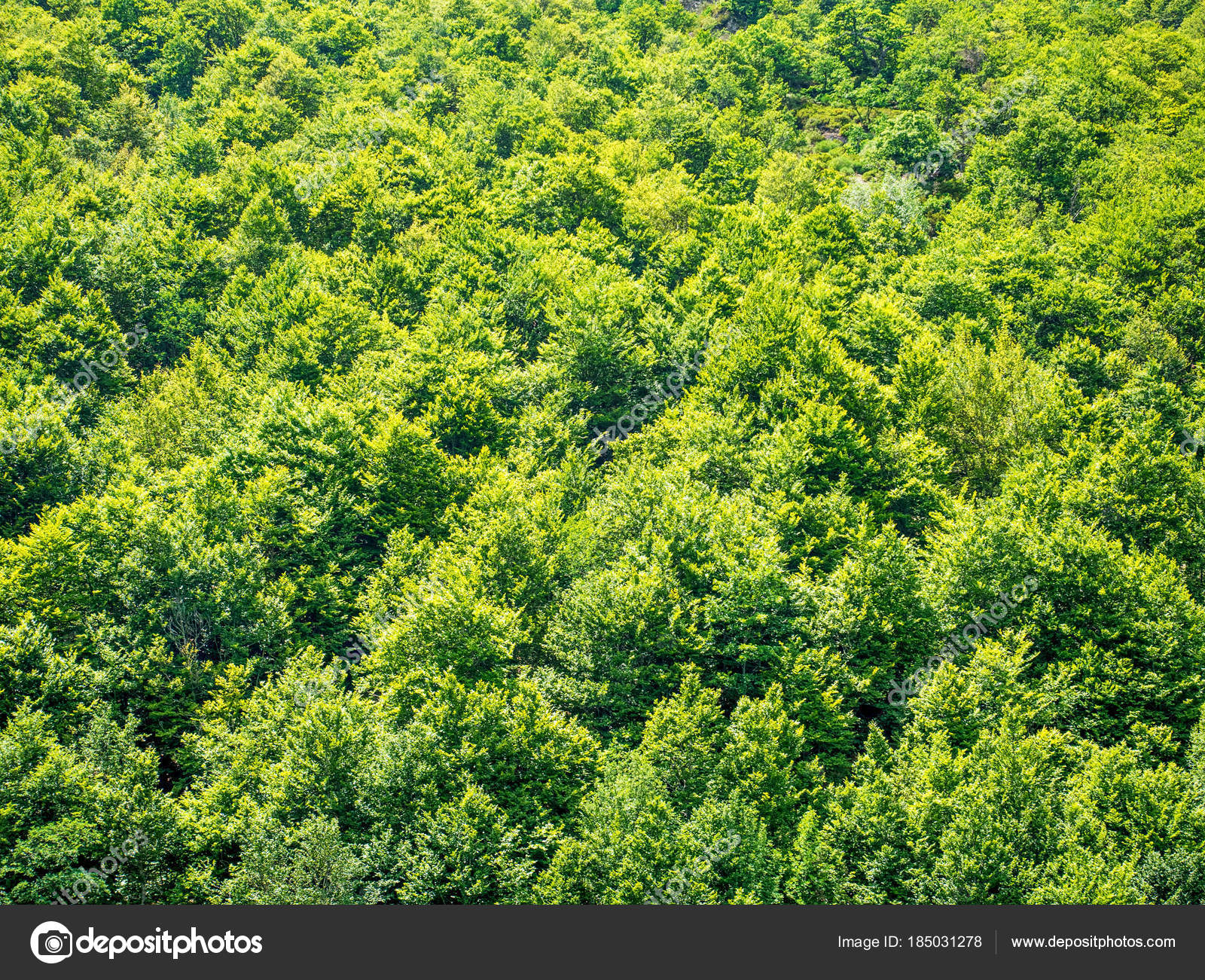 Grüne Bäume Natur Hintergrund — Stockfoto © MarBom #185031278