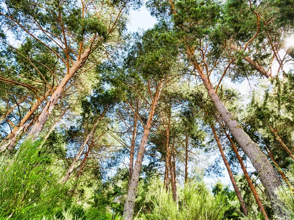 Green pine forest background in sunny day — Stock Photo, Image