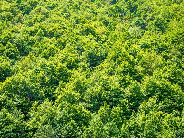 Green trees nature background — Stock Photo, Image