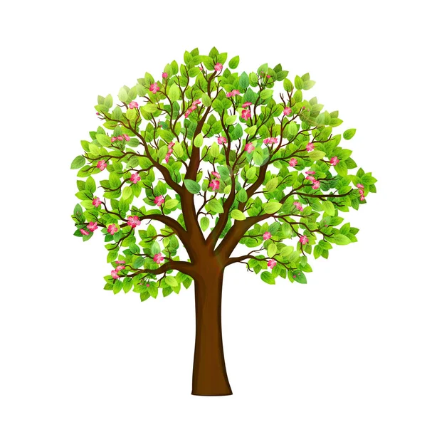 Spring Blooming Tree White Background Vector — Stock Vector