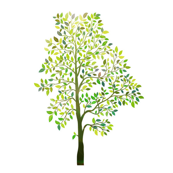 Tree with green leaves isolated on white background vector