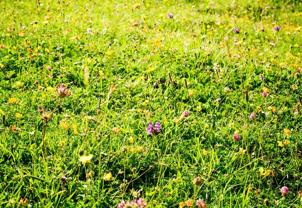 Tle natura pole zielone trawy i kwiaty — Zdjęcie stockowe
