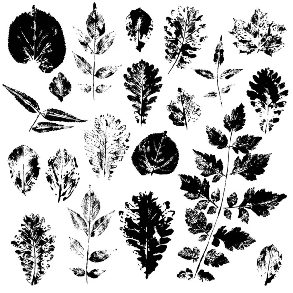 Leaves imprints set isolated on white background vector — Stock Vector