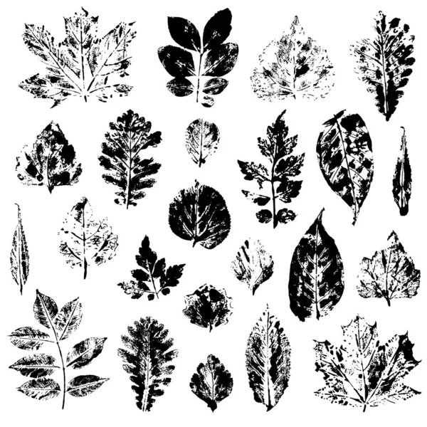 Yaprakları izlerini izole beyaz arka plan vektör kümesi