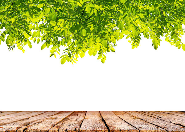 Свежие весенние зеленые листья с деревянным столом на белом фоне
