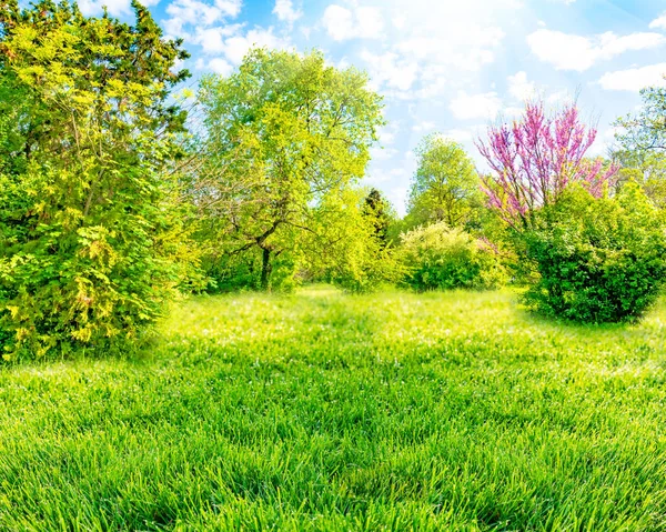 Двор и сад с деревьями, зеленая трава на газоне и голубое небо с белыми облаками — стоковое фото