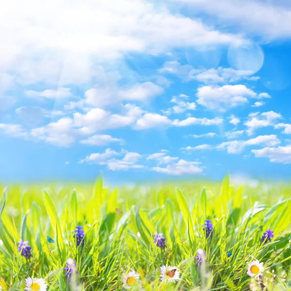 Ромашковые маргаритки в зеленом поле с солнцем и летящими бабочками. Летний природный пейзаж с голубым небом и белыми облаками — стоковое фото