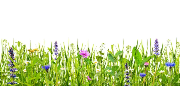 Beyaz arka planda yeşil çimenler ve yabani çiçekler