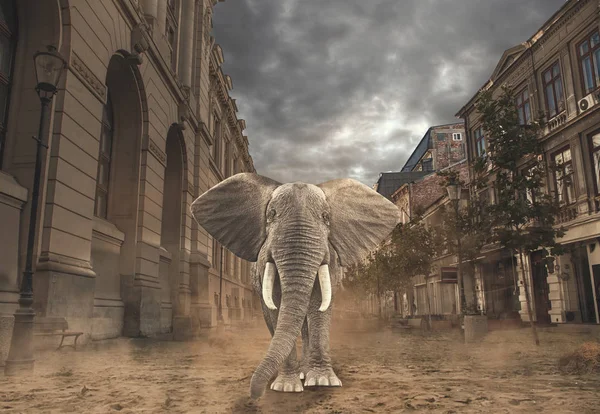 Ελέφαντας στην πόλη — Φωτογραφία Αρχείου