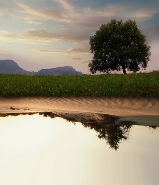 Imagen Dividida Medias Árbol Verde Campo Una Tierra Seca Concepto Fotos de stock