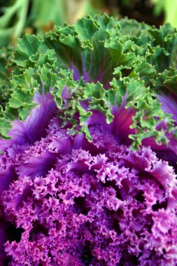 Sonbaharda yapraklar Boston'da stok görüntü