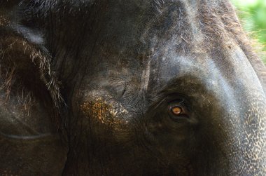 Fil ile güzel turuncu göz yakın çekim