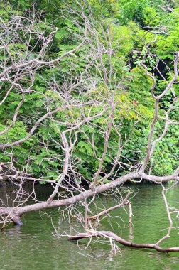 Orman nehir sahnenin stok görüntü