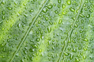 Yeşil yaprak makronun stok görüntü