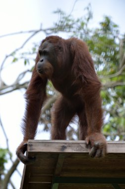 Bir orangutanın stok görüntü