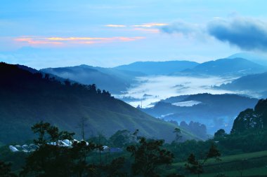 Cameron Highland, Malezya