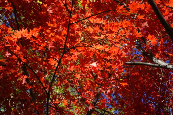 Stock image of fall foliage at Boston — Stock Photo, Image