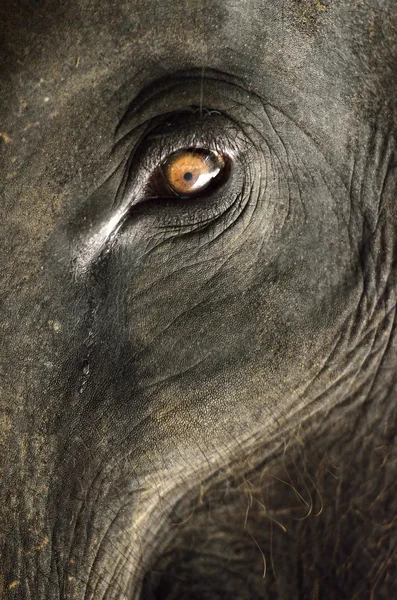 Слон крупним планом з красивим помаранчевим оком — стокове фото