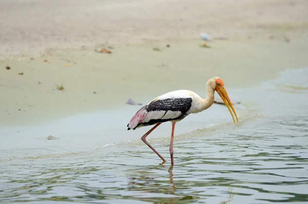 Aves voadoras no céu azul — Fotografia de Stock