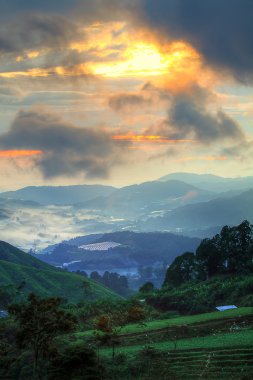 Cameron Highland, Malezya