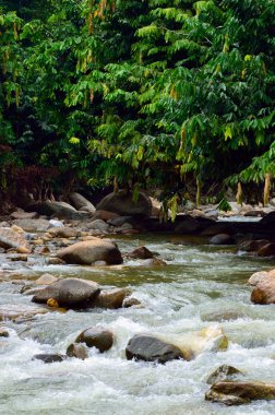 Malezya bir tropikal orman şelale