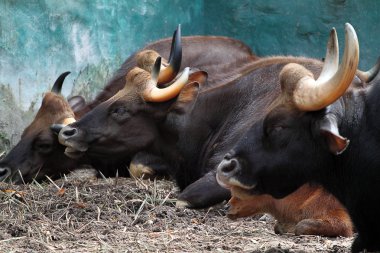 Buffalo stok görüntü