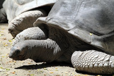 Dev kaplumbağa stok görüntü