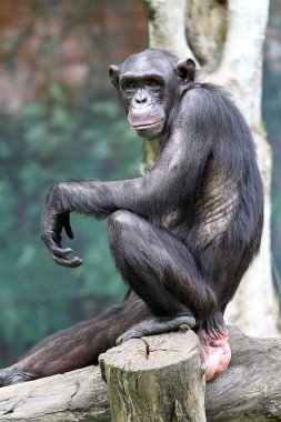 Chimpanze stok görüntü