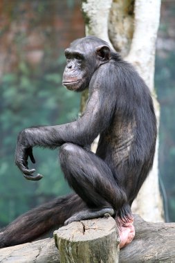 Chimpanze stok görüntü