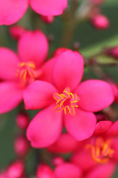 Archivbild der Nahaufnahme Blume — Stockfoto