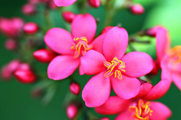 Immagine stock di fiore primo piano — Foto Stock