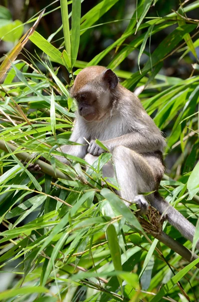 Μαϊμού σε δέντρο — Φωτογραφία Αρχείου