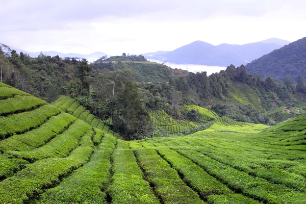 Cameron Highland, Malásia — Fotografia de Stock