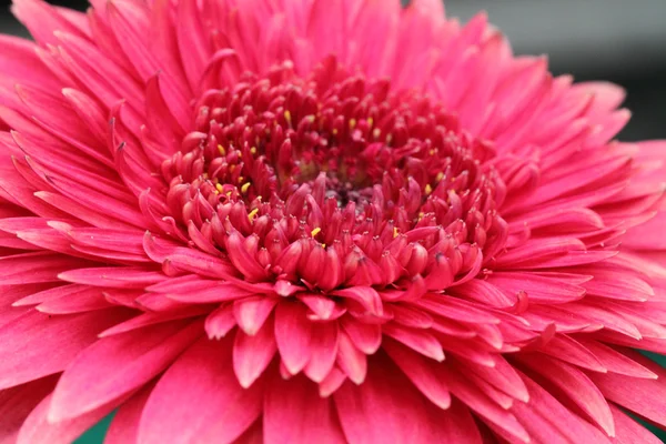 Stock image of close-up flower — Stock Photo, Image