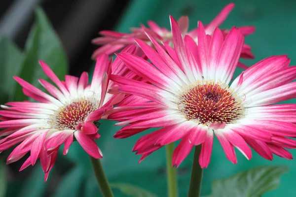 Stock image of close-up flower — Stock Photo, Image