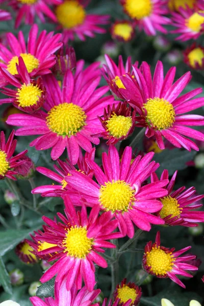 Stock image of close-up flower — Stock Photo, Image