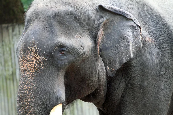 Imagem de stock de elefante — Fotografia de Stock