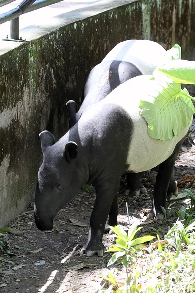 Archivbild des Asiatischen Tapirs — Stockfoto