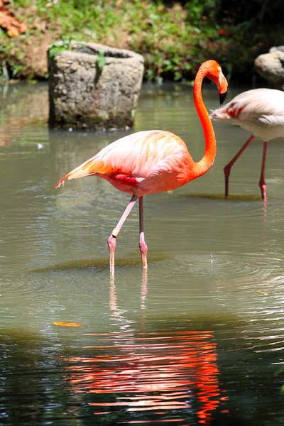 Stock billede af flamingo - Stock-foto