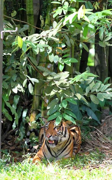 Immagine stock di una tigre — Foto Stock