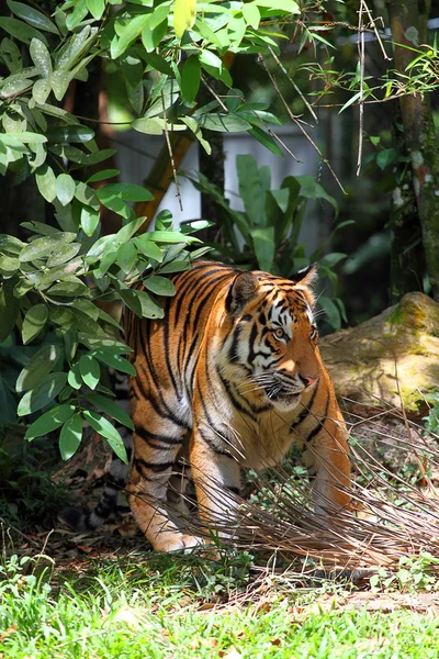 Lager bild av en tiger — Stockfoto