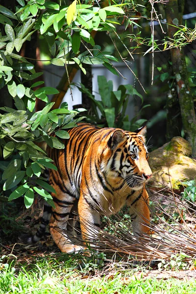 Imagem de stock de um tigre — Fotografia de Stock