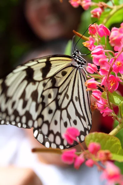 Fechar a imagem de uma borboleta — Fotografia de Stock